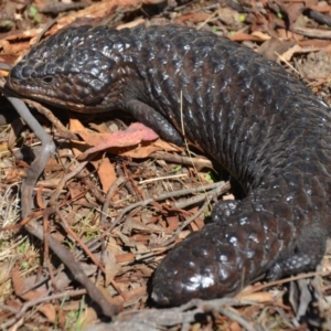 Tiliqua rugosa at Wamboin, NSW - 3 Mar 2018