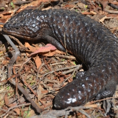 Tiliqua rugosa (Shingleback Lizard) at Wamboin, NSW - 3 Mar 2018 by natureguy