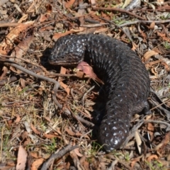 Tiliqua rugosa at Wamboin, NSW - 3 Mar 2018 01:59 PM