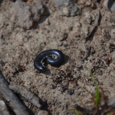 Ommatoiulus moreleti (Portuguese Millipede) at Wamboin, NSW - 3 Mar 2018 by natureguy