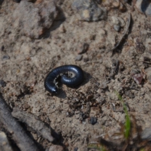 Ommatoiulus moreleti at Wamboin, NSW - 3 Mar 2018