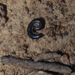 Ommatoiulus moreleti at Wamboin, NSW - 3 Mar 2018