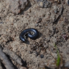 Ommatoiulus moreleti at Wamboin, NSW - 3 Mar 2018