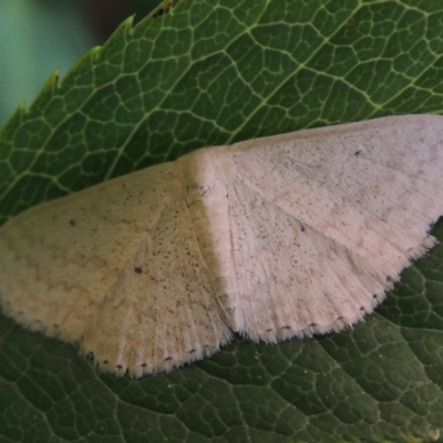 Scopula optivata (Varied Wave) at Conder, ACT - 8 Jan 2018 by MichaelBedingfield