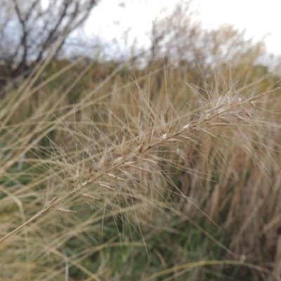 Cenchrus purpurascens (Swamp Foxtail) at Jerrabomberra Wetlands - 28 May 2018 by michaelb