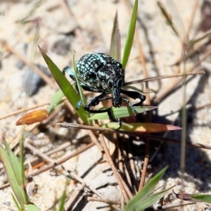 Chrysolopus spectabilis at Lake Conjola, NSW - 25 Feb 2016