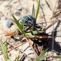 Chrysolopus spectabilis (Botany Bay Weevil) at Conjola Bushcare - 24 Feb 2016 by Charles Dove