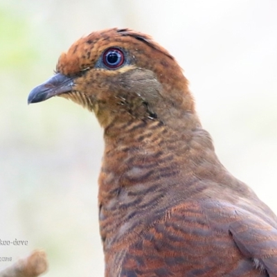 Macropygia phasianella (Brown Cuckoo-dove) at Burrill Lake Aboriginal Cave Walking Track - 22 Feb 2016 by Charles Dove