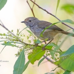 Acanthiza pusilla (Brown Thornbill) at Meroo National Park - 22 Feb 2016 by Charles Dove