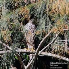 Accipiter cirrocephalus (Collared Sparrowhawk) at Lake Conjola, NSW - 24 Feb 2016 by Charles Dove