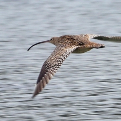 Numenius madagascariensis (Eastern Curlew) at Lake Conjola, NSW - 26 Feb 2016 by CharlesDove