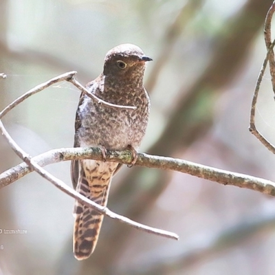 Cacomantis flabelliformis (Fan-tailed Cuckoo) at Conjola Bushcare - 26 Feb 2016 by CharlesDove