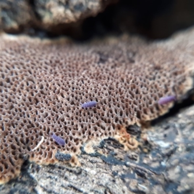 Phellinus sp. (resupinate) at Molonglo River Reserve - 18 Jun 2018 by purple66