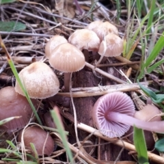 Mycena sp. (Mycena) at Molonglo Valley, ACT - 18 Jun 2018 by purple66