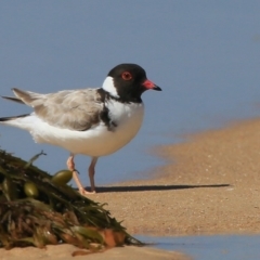 Charadrius rubricollis (Hooded Plover) at Conjola Bushcare - 25 Feb 2016 by Charles Dove