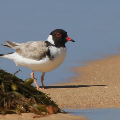 Charadrius rubricollis (Hooded Plover) at Conjola Bushcare - 25 Feb 2016 by Charles Dove