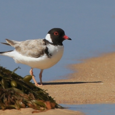 Charadrius rubricollis (Hooded Plover) at Cunjurong Point, NSW - 25 Feb 2016 by Charles Dove