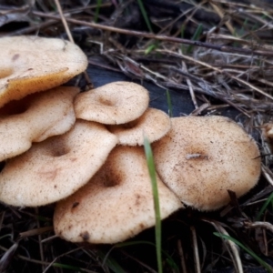 Lentinus arcularius at Molonglo River Reserve - 18 Jun 2018 03:43 PM