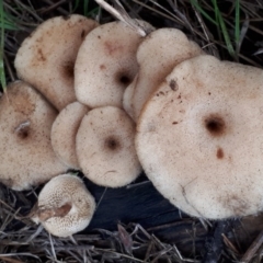 Lentinus arcularius at Molonglo River Reserve - 18 Jun 2018 03:43 PM