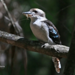 Dacelo novaeguineae (Laughing Kookaburra) at Conjola Bushcare - 26 Feb 2016 by CharlesDove