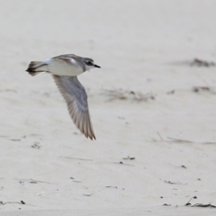 Anarhynchus mongolus (Siberian Sand-Plover) at Cunjurong Point, NSW - 26 Feb 2016 by CharlesDove