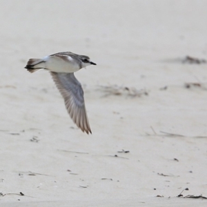 Anarhynchus mongolus at Cunjurong Point, NSW - suppressed