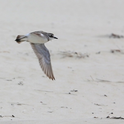 Anarhynchus mongolus (Siberian Sand-Plover) at Cunjurong Point, NSW - 25 Feb 2016 by Charles Dove