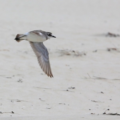 Anarhynchus mongolus (Siberian Sand-Plover) at Cunjurong Point, NSW - 26 Feb 2016 by CharlesDove