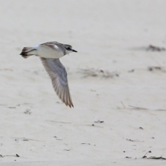 Charadrius mongolus (Lesser Sand Plover) at Cunjurong Point, NSW - 25 Feb 2016 by Charles Dove
