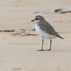 Anarhynchus mongolus at Cunjurong Point, NSW - suppressed