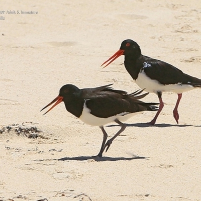 Haematopus longirostris (Australian Pied Oystercatcher) at South Pacific Heathland Reserve - 23 Feb 2016 by Charles Dove