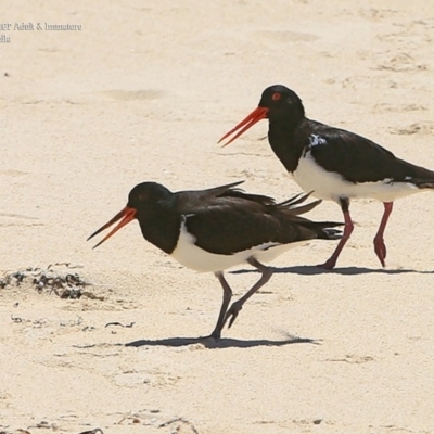 Haematopus longirostris (Australian Pied Oystercatcher) at South Pacific Heathland Reserve - 24 Feb 2016 by CharlesDove