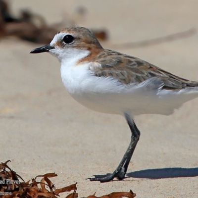 Anarhynchus ruficapillus (Red-capped Plover) at Cunjurong Point, NSW - 25 Feb 2016 by Charles Dove