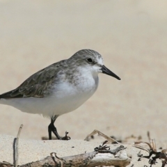 Calidris ruficollis (Red-necked Stint) at Cunjurong Point, NSW - 25 Feb 2016 by Charles Dove