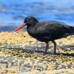 Haematopus fuliginosus (Sooty Oystercatcher) at South Pacific Heathland Reserve - 23 Feb 2016 by CharlesDove