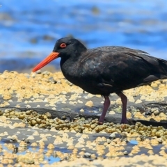 Haematopus fuliginosus (Sooty Oystercatcher) at South Pacific Heathland Reserve - 22 Feb 2016 by Charles Dove