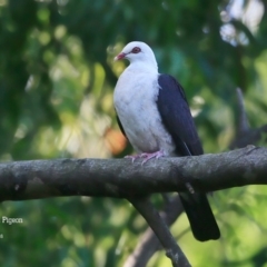 Columba leucomela (White-headed Pigeon) at Burrill Lake, NSW - 24 Feb 2016 by CharlesDove