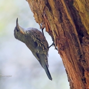 Cormobates leucophaea at Lake Conjola, NSW - 26 Feb 2016 12:00 AM