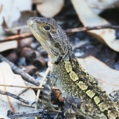 Amphibolurus muricatus (Jacky Lizard) at Conjola Bushcare - 26 Feb 2016 by CharlesDove