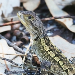 Amphibolurus muricatus at Lake Conjola, NSW - 26 Feb 2016 12:00 AM