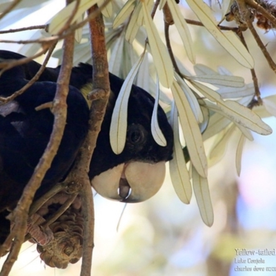 Zanda funerea (Yellow-tailed Black-Cockatoo) at Conjola Bushcare - 25 Feb 2016 by Charles Dove