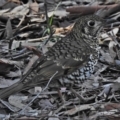 Zoothera lunulata at Acton, ACT - 19 Jun 2018