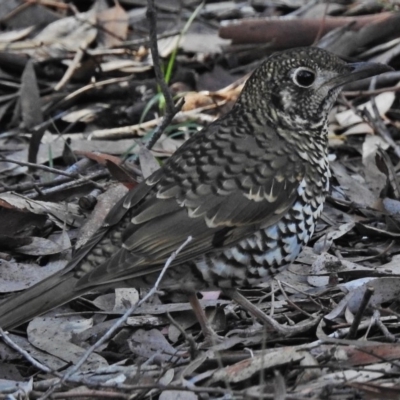 Zoothera lunulata (Bassian Thrush) at ANBG - 19 Jun 2018 by JohnBundock