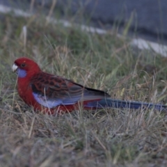 Platycercus elegans (Crimson Rosella) at Giralang, ACT - 19 Jun 2018 by Alison Milton