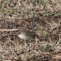 Malurus cyaneus (Superb Fairywren) at Giralang, ACT - 19 Jun 2018 by AlisonMilton