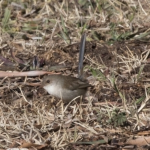 Malurus cyaneus at Giralang, ACT - 19 Jun 2018