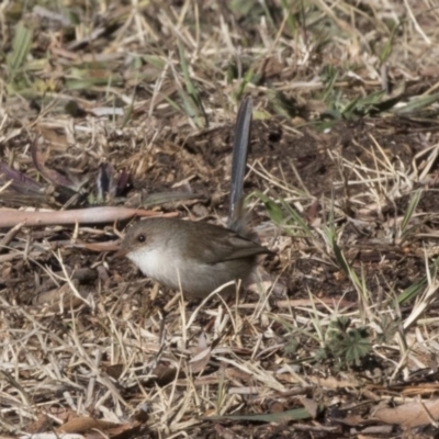 Malurus cyaneus (Superb Fairywren) at Giralang, ACT - 19 Jun 2018 by AlisonMilton