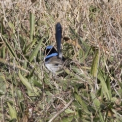 Malurus cyaneus at Giralang, ACT - 19 Jun 2018