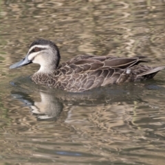 Anas superciliosa (Pacific Black Duck) at Giralang Wetlands - 19 Jun 2018 by AlisonMilton