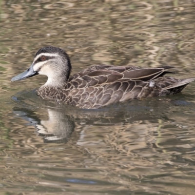 Anas superciliosa (Pacific Black Duck) at Lake Ginninderra - 19 Jun 2018 by AlisonMilton